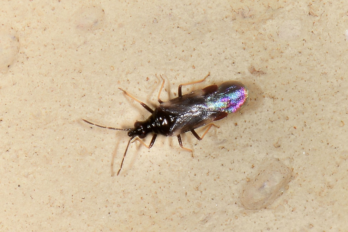 Microphysidae? S, Loricula freyi, femmina e maschio (adulto e ninfa) dell''Abruzzo